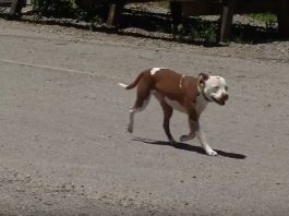Rabbit Hash Mayor