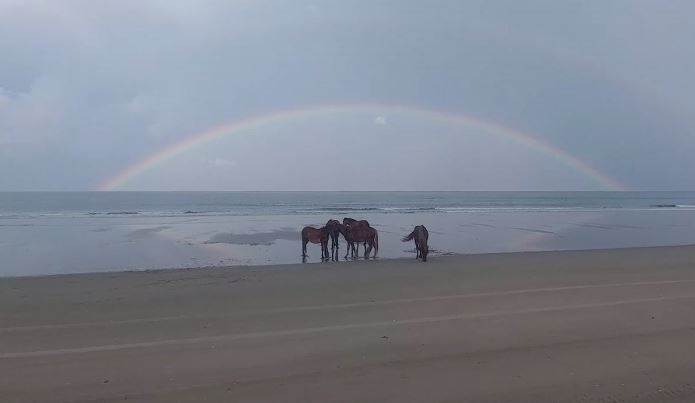 Corolla Beach Horses