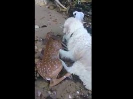 Dog Saves Deer