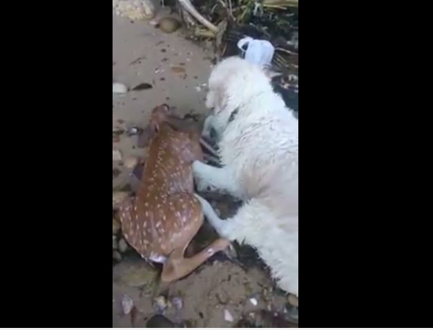 Dog Saves Deer