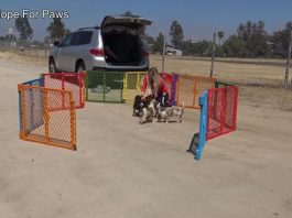 Hope For Paws