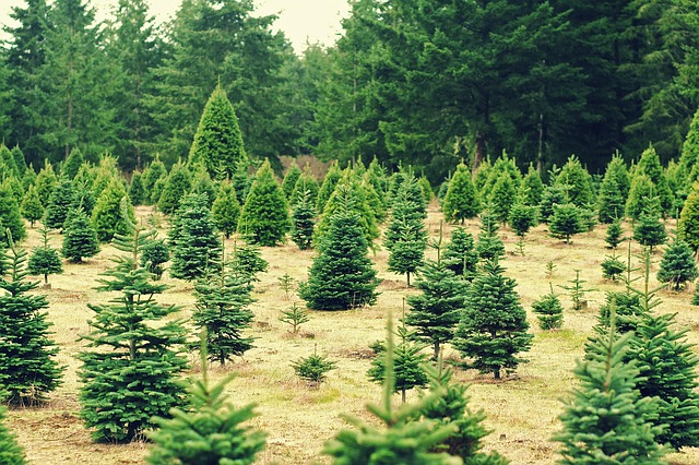 Christmas Tree North Carolina