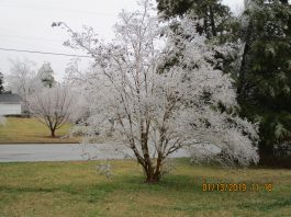 Ice Storm of January 12, 2019