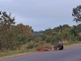 Porcupine VS Leopard