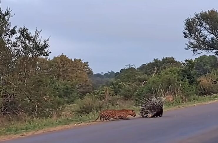 Porcupine VS Leopard